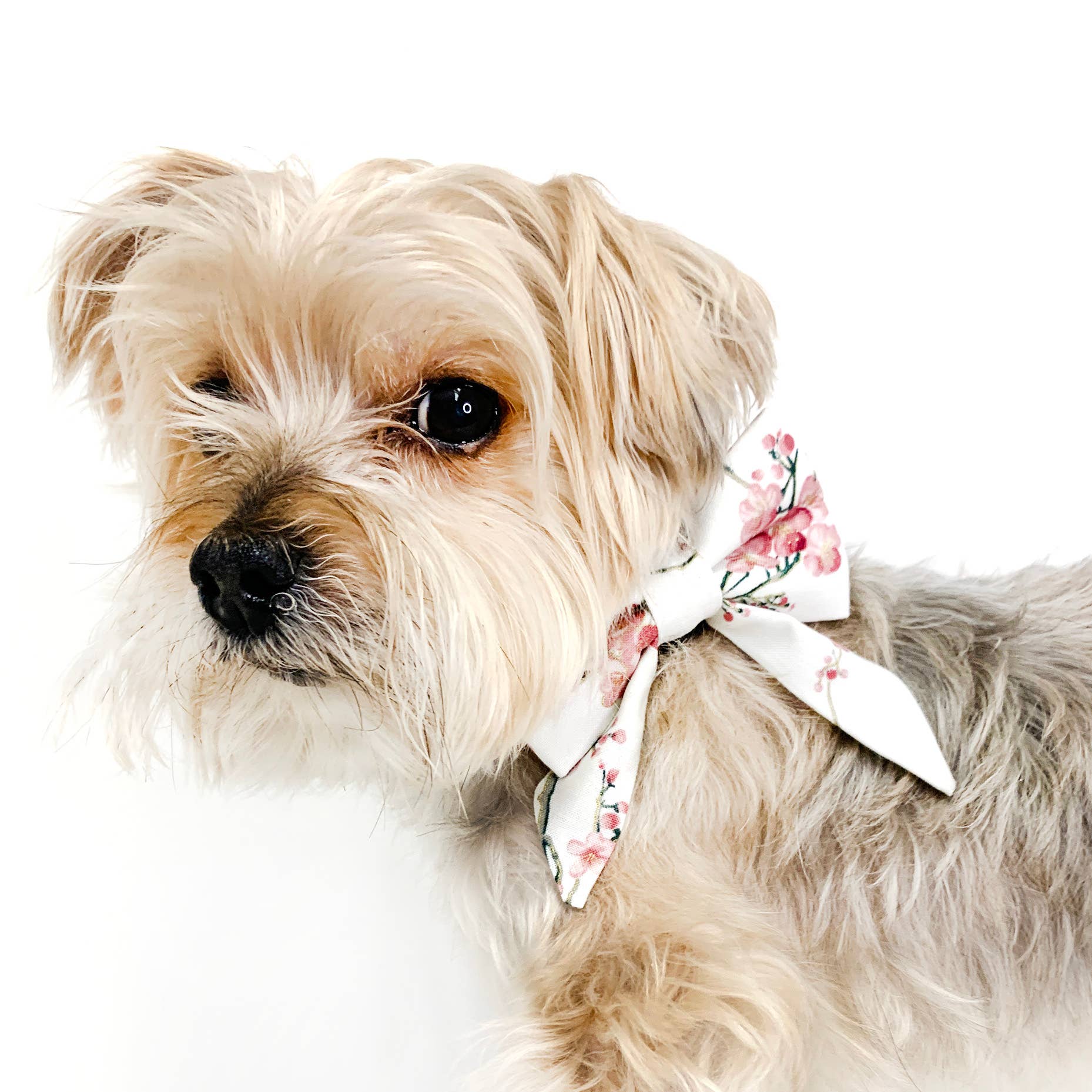 Cherry Blossom Sailor Dog Bow